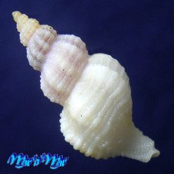 Alternative view of Amphissa cancellata (Castellanos, 1982)