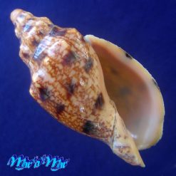 Odontocymbiola americana (Reeve, 1846)