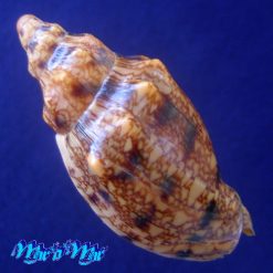 Alternative view of Odontocymbiola americana (Reeve, 1846)