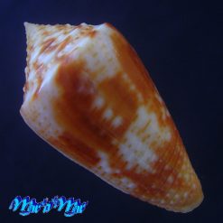 Alternative view of Conus ericmonnieri (Petuch & R. F. Myers, 2014)
