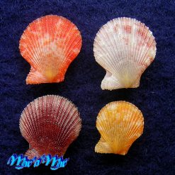 Alternative view of Chlamys benedictii (Verril & Bush, 1897)