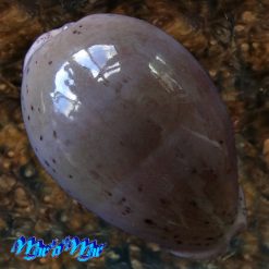 Cypraea cinerea brasiliensis