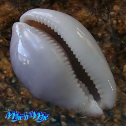 Alternative view of Cypraea cinerea brasiliensis