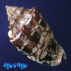 Alternative view of Voluta ebraea Linnaeus, 1758