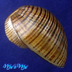 Alternative view of Hydatina vesicaria (Lightfoot, 1786)