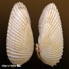 Cyrtopleura angelicalis Stakowian & Simone, 2024