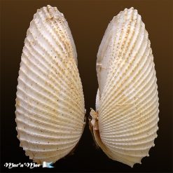 Cyrtopleura angelicalis Stakowian & Simone, 2024