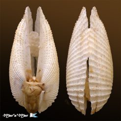 Alternative view of Cyrtopleura angelicalis Stakowian & Simone, 2024