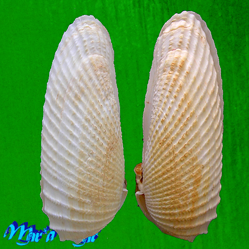 Cyrtopleura angelicalis Stakowian & Simone, 2024