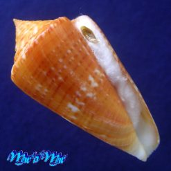 Conus xanthocinctus Petuch, 1986