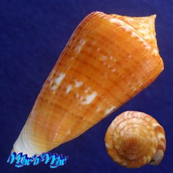 Alternative view of Conus xanthocinctus Petuch, 1986