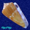 Conus xanthocinctus Petuch, 1986