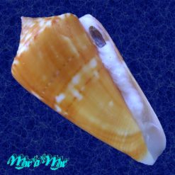 Conus xanthocinctus Petuch, 1986