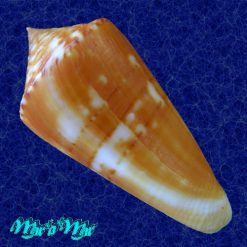 Alternative view of Conus xanthocinctus Petuch, 1986