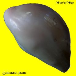 Cypraea (Luria) cinerea brasiliensis Lorenz & Hubert, 1993 - Imagem 4