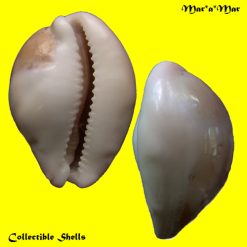 Cypraea (Luria) cinerea brasiliensis Lorenz & Hubert, 1993 - Imagem 3