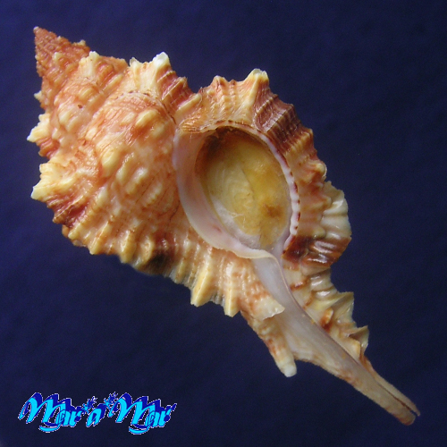 Siratus coltrorum E. Vokes, 1991