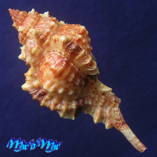 Siratus coltrorum E. Vokes, 1991 - Imagem 2