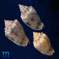 Voluta ebraea Linnaeus, 1758 - Imagem 2
