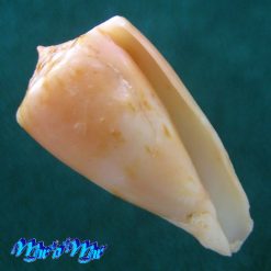 Conus poremskigrandis (Crabos, Pomponet, G. Queiroz & L. Passos, 2023)
