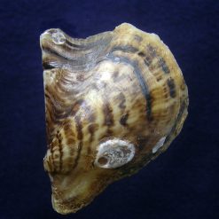 Alternative view of Pteria hirundo (Linnaeus, 1758)