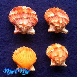 Argopecten noronhensis (E. A. Smith, 1885)