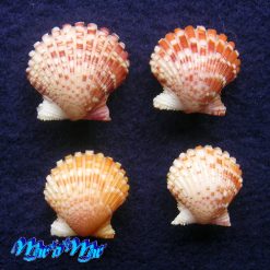 Argopecten noronhensis (E. A. Smith, 1885) - Imagem 2