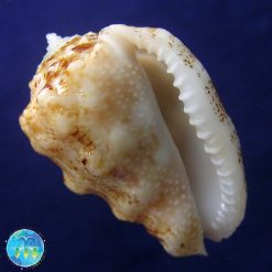 Morum strombiformis (Reeve, 1842)