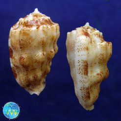 Morum strombiformis (Reeve, 1842) - Imagem 2