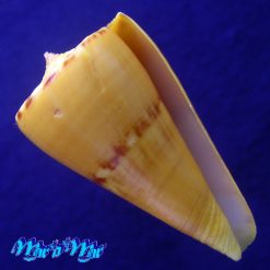 Conus riosi Petuch, 1986