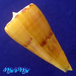 Conus riosi Petuch, 1986 - Imagem 3