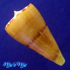 Conus riosi Petuch, 1986 - Imagem 2