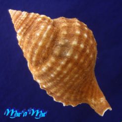Distorsio reticularis Linnaeus, 1758 - Imagem 3