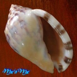 Semicassis labiata iheringi (Carcelles, 1953)
