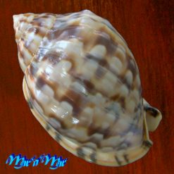 Alternative view of Semicassis labiata iheringi (Carcelles, 1953)