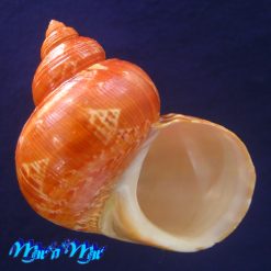 Turbo canaliculatus Hermann, 1781