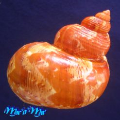 Turbo canaliculatus Hermann, 1781 - Imagem 2