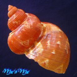 Turbo canaliculatus Hermann, 1781 - Imagem 3