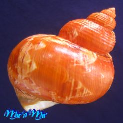 Turbo canaliculatus Hermann, 1781 - Imagem 4