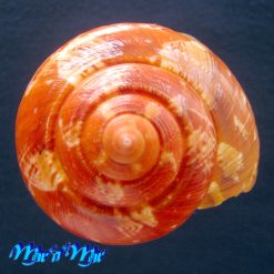 Turbo canaliculatus Hermann, 1781 - Imagem 5