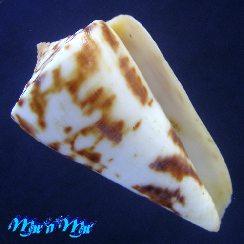 Conus cf. clerii Reeve, 1844