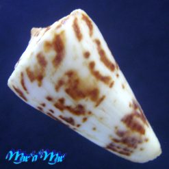 Conus cf. clerii Reeve, 1844 - Imagem 2