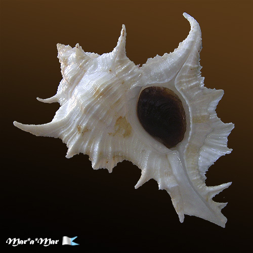 Siratus tenuivaricosus (Dautzemberg,1927)