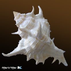 Siratus tenuivaricosus (Dautzemberg,1927) - Imagem 2