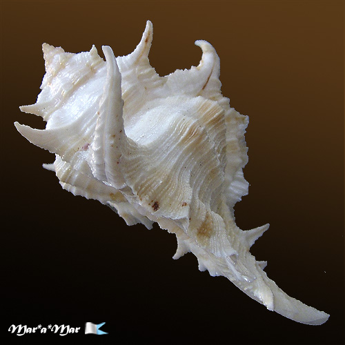 Siratus tenuivaricosus (Dautzemberg,1927) - Imagem 3