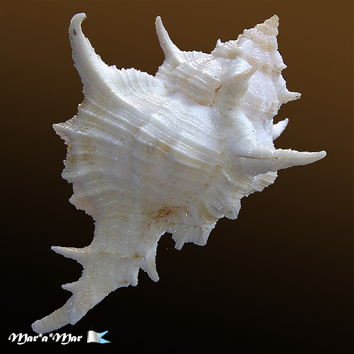 Siratus tenuivaricosus (Dautzemberg,1927) - Imagem 4