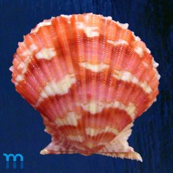 Argopecten noronhensis (E. A. Smith, 1885)