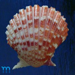 Argopecten noronhensis (E. A. Smith, 1885) - Imagem 2