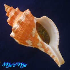 Aurantilaria aurantiaca (Lamarck, 1816)
