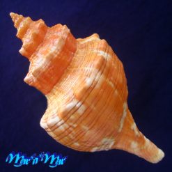 Aurantilaria aurantiaca (Lamarck, 1816) - Imagem 2